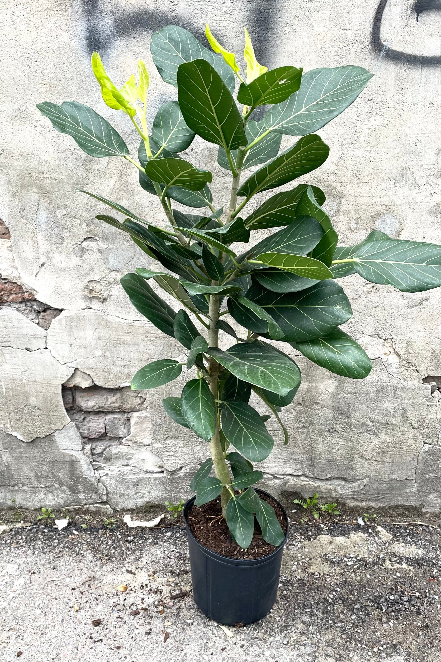 A full view of Ficus benghalensis 'Audrey'  column in grow pot against concrete backdrop ©Sprout Home