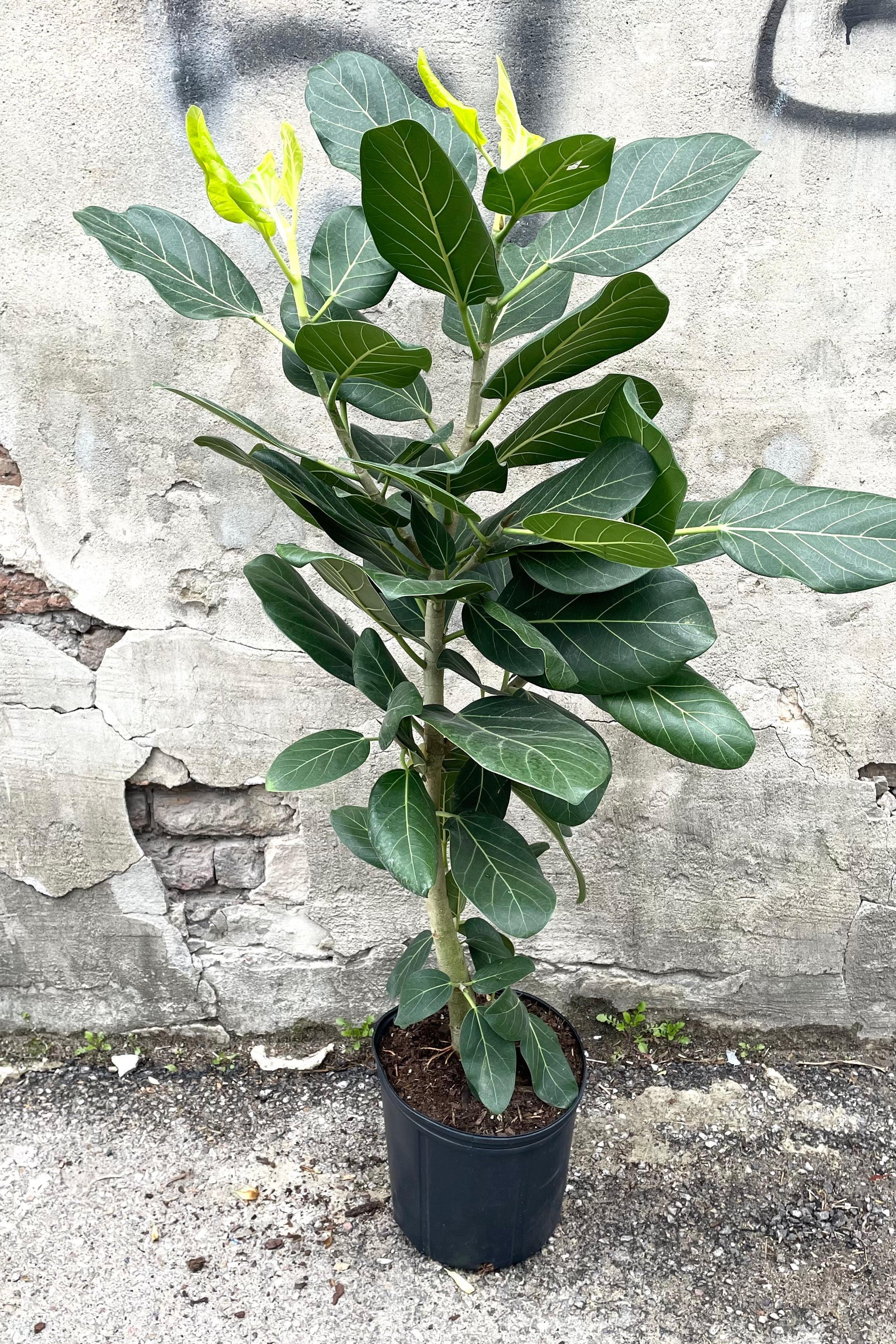 A full view of Ficus benghalensis 'Audrey' 10" column in grow pot against concrete backdrop