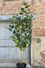 Photo of tall Ficus benghalensis 'Audrey' houseplant tree against a cement and wood wall.