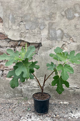 Photo of Ficus carica 'Chicago Hardy' edible fig tree in a black nursery pot against a gray cement wall.