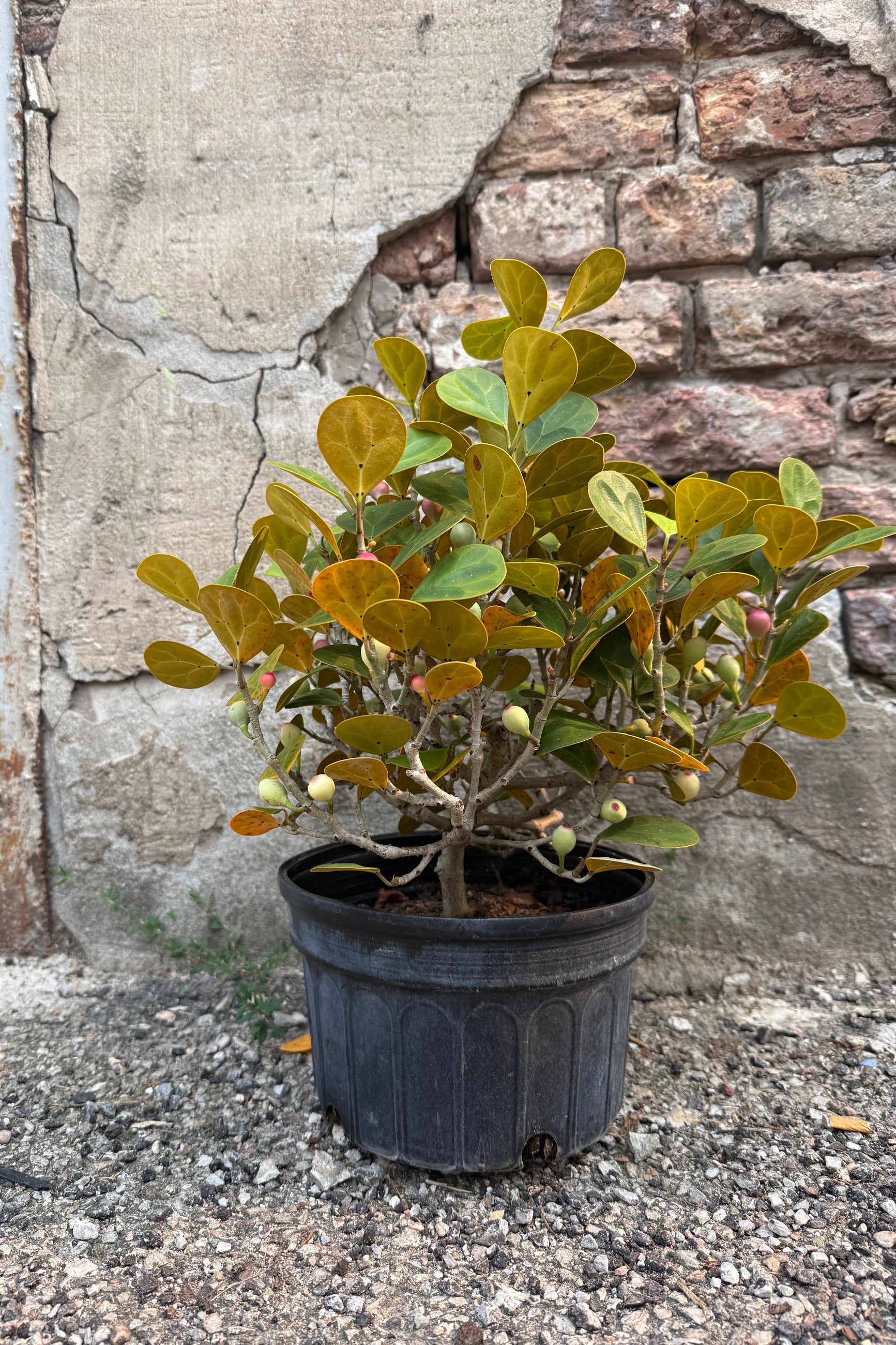 A potted Ficus deltoidea 8" small tree or shrub with dense green and yellow-brown foliage, shown in a black plastic nursery pot on gravel against a weathered stone wall. ©Sprout Home