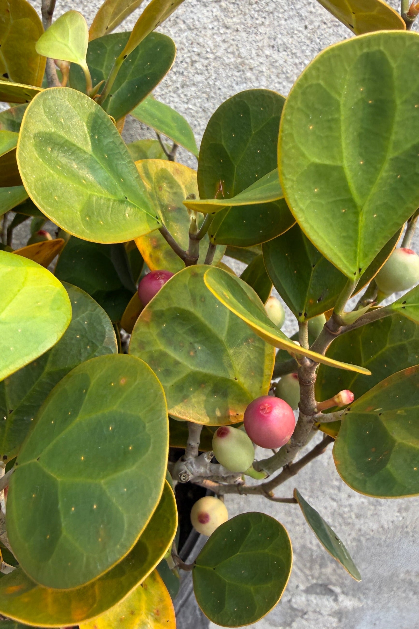Close-up of a Ficus deltoidea leafy plant with large oval green leaves and small round fruits in pink, red, and pale green, growing against a light gray textured wall. ©Sprout Home