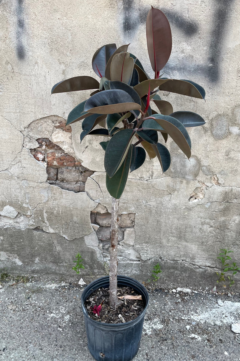 A full view of Ficus elastica standard form 10" in gallon pot against concrete backdrop