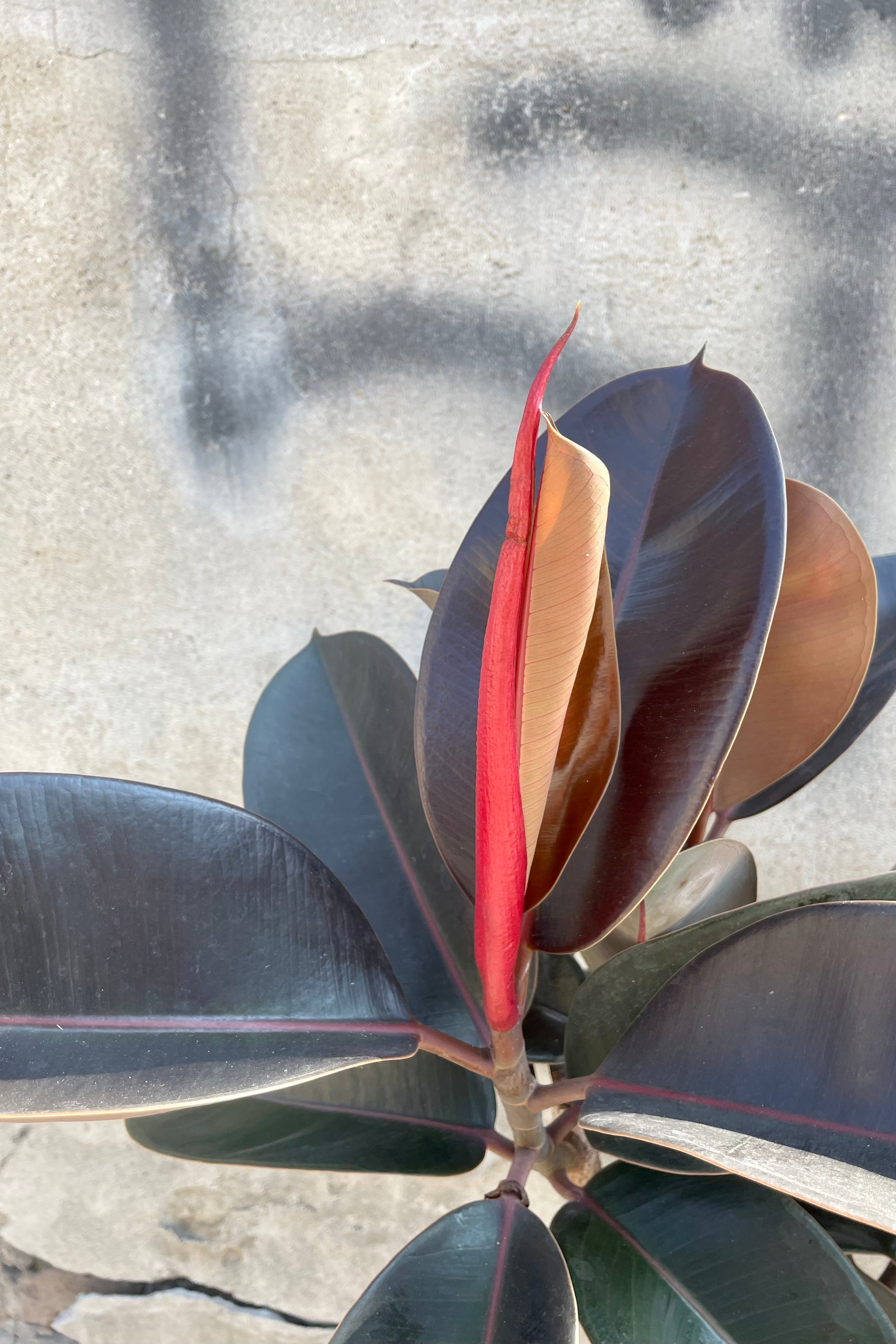 Close up photo of dark burgundy green leaves of Ficus elastica Rubber Tree with new leaf emerging against a cement wall.