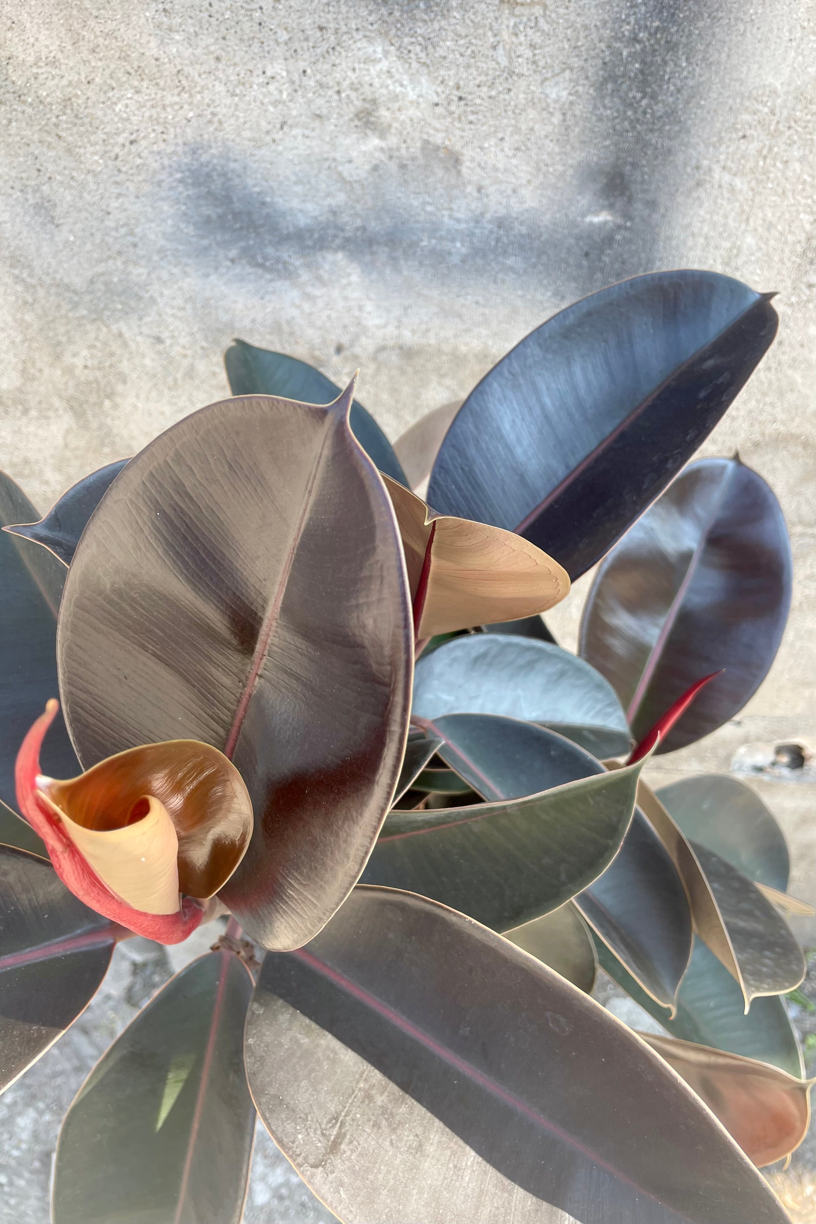 Close up and overhead photo looking down of dark burgundy green leaves of Ficus elastica Rubber tree against a concrete wall.