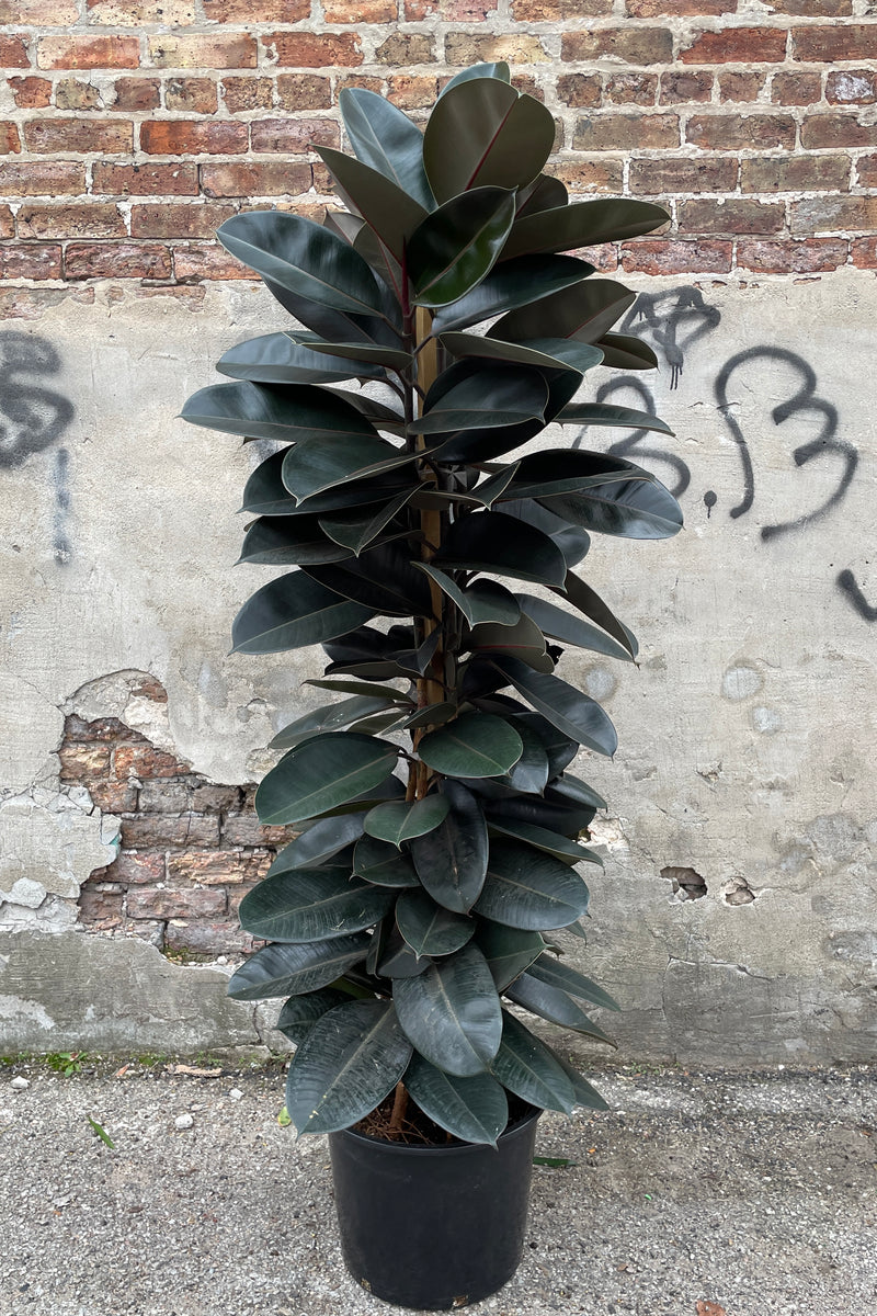 Ficus elastica column form in a 14" growers pot. 