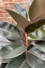 A detail picture of the round dark leaves of the Ficus elastica