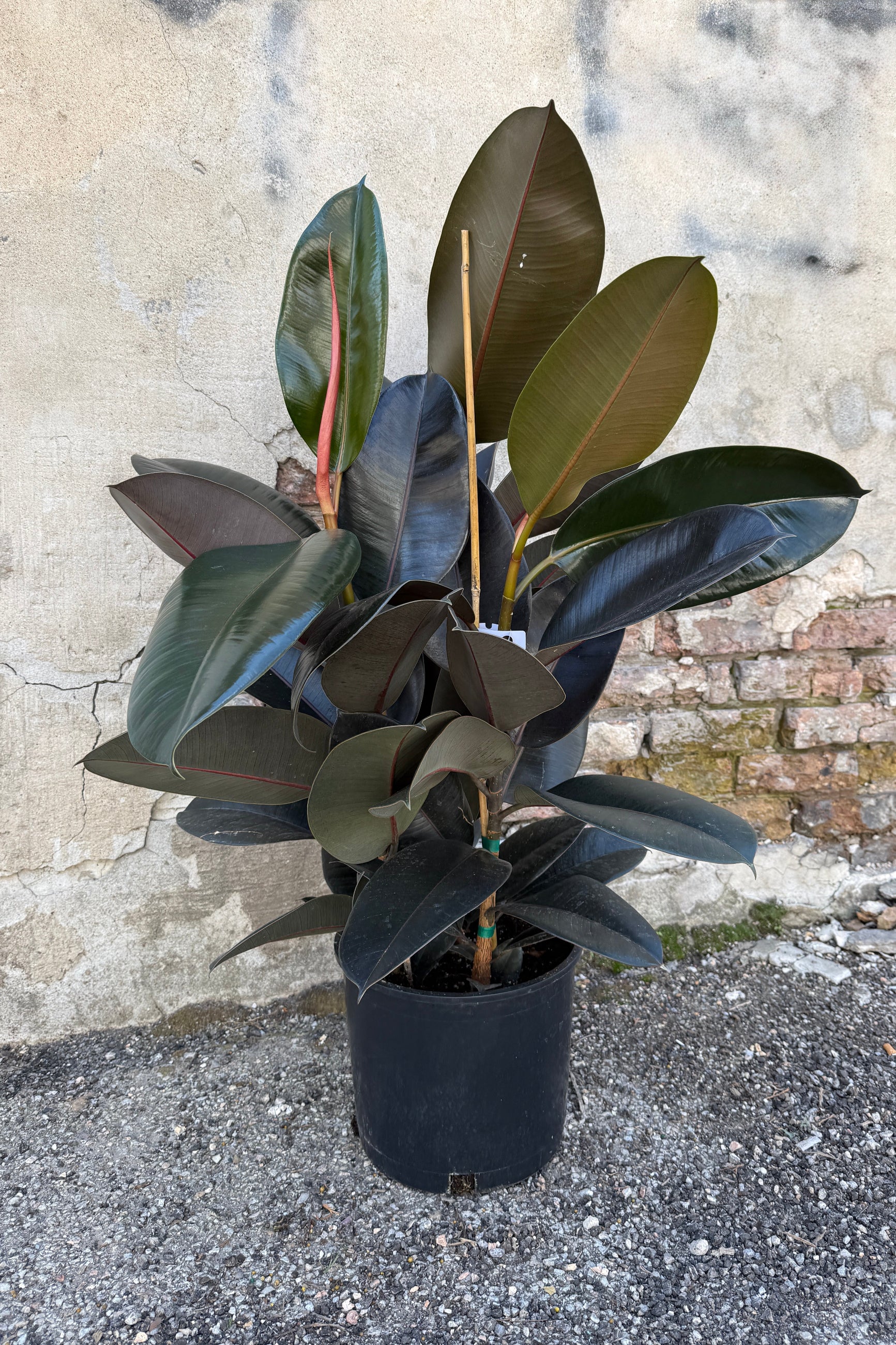 Ficus elastica 'Burgundy'  in a #5 growers pot with large leaves against a textured wall. ©Sprout Home