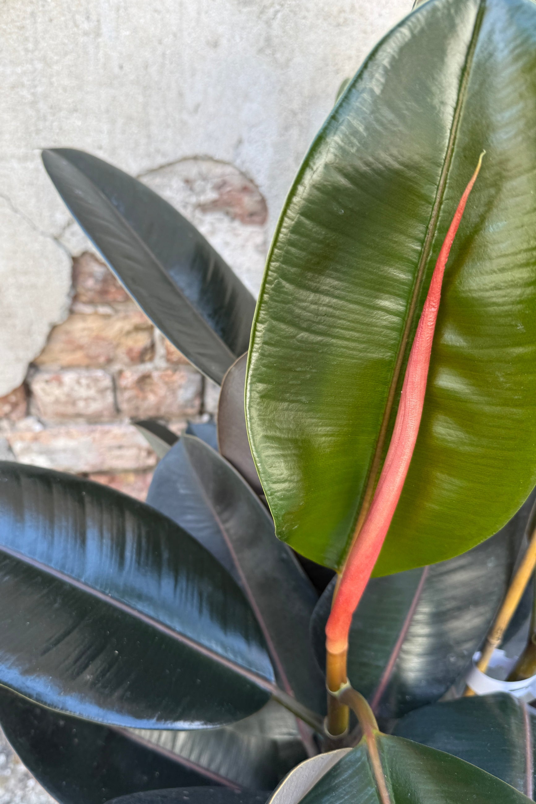 Ficus elastica 'Burgundy' leaves up close showing the variation of color ©Sprout Home