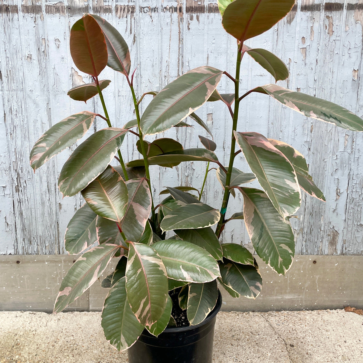 Ficus elastica 'Ruby' 12