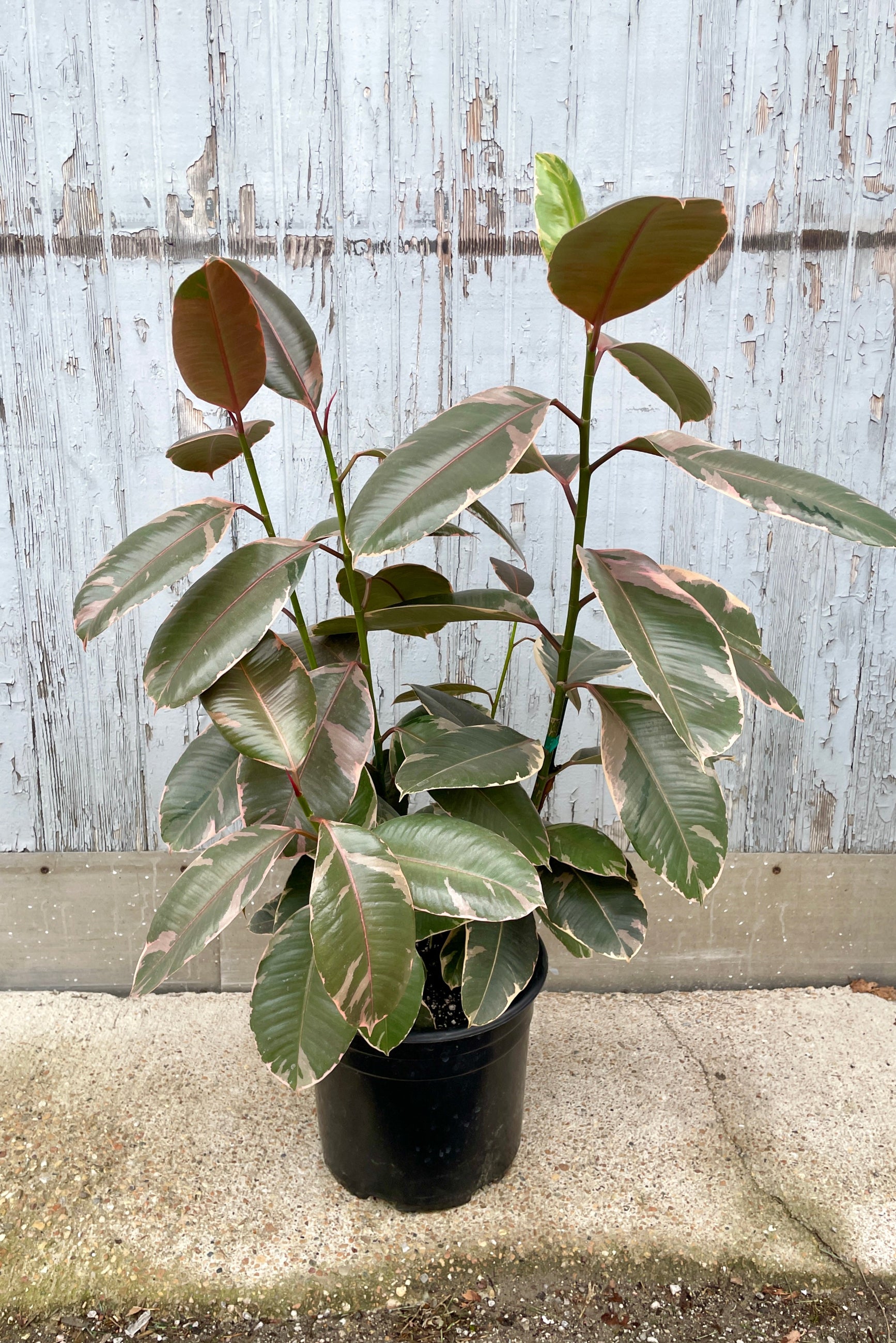 Ficus 'Ruby' column in a 12" growers pot at SPROUT HOME ©Sprout Home