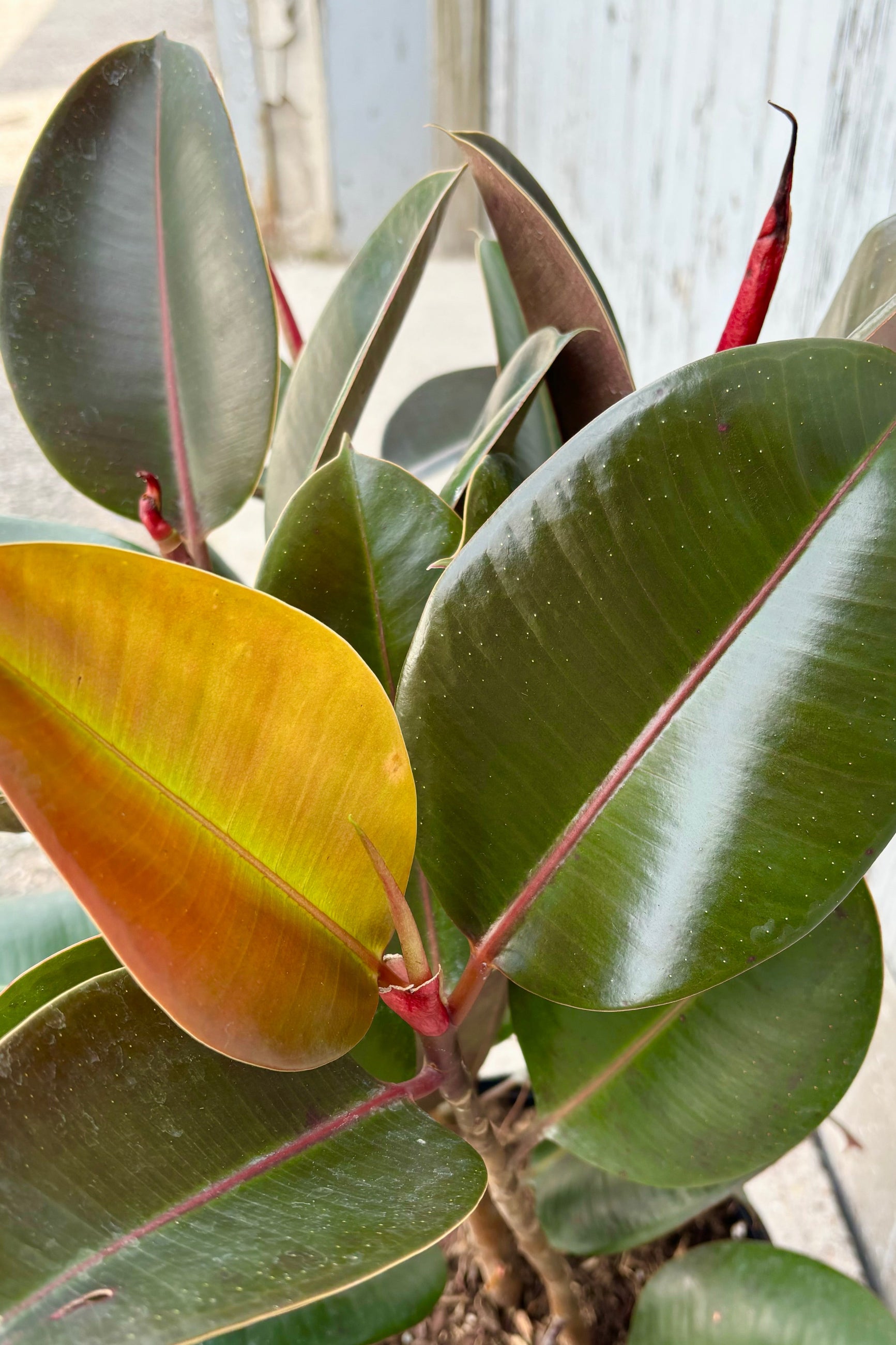 Detail photo of deep green and burgundy leaves of Ficus elastica 'Robusta' against grey background ©Sprout Home