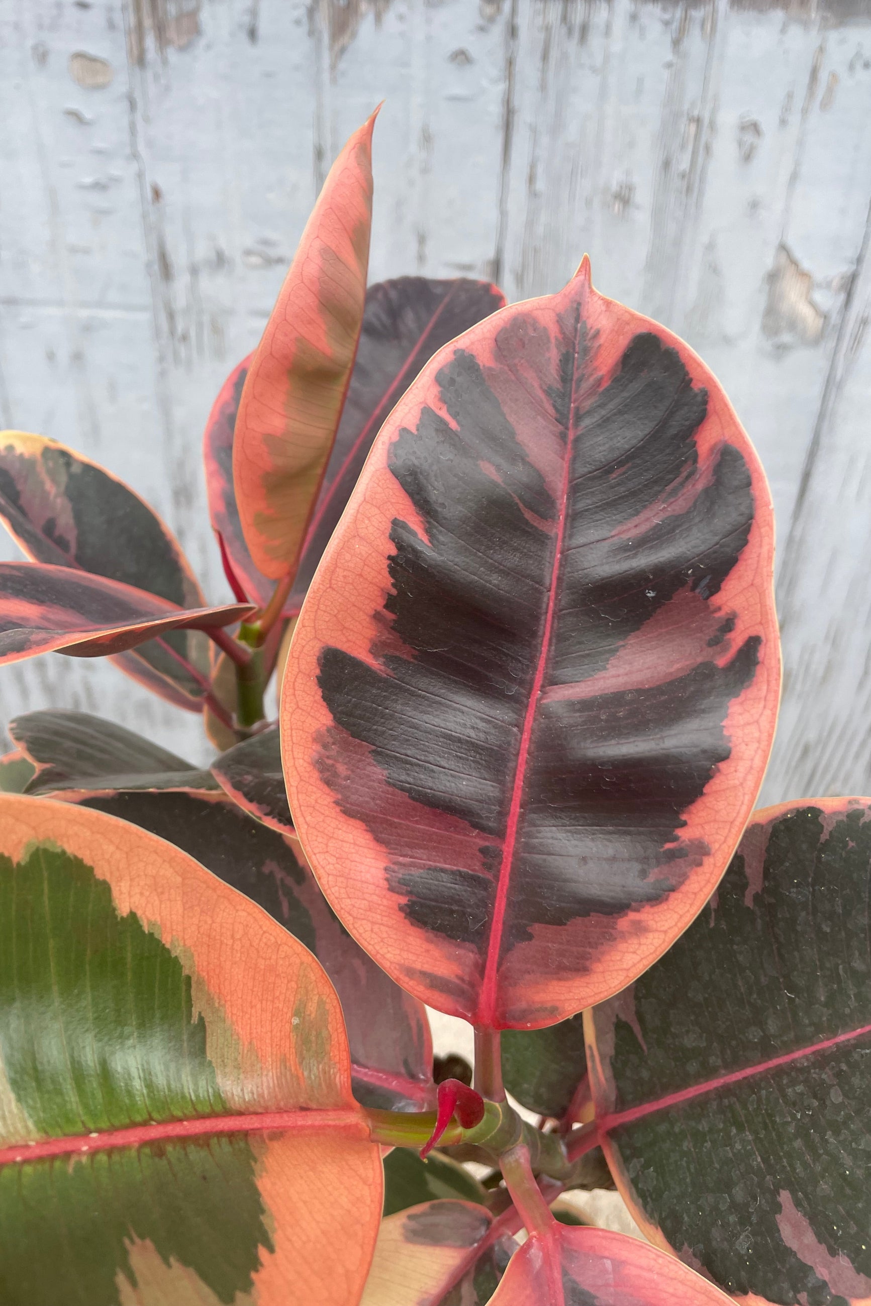 A bright pink variegated leaf in front of a gray wall ©Sprout Home
