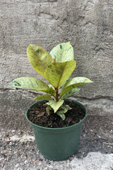 Ficus elastica 'Shivereana' 6"