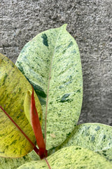 Close up photo of mint green variegation of Ficus elastica 'Shivereana' Rubber Tree against gray cement wall.