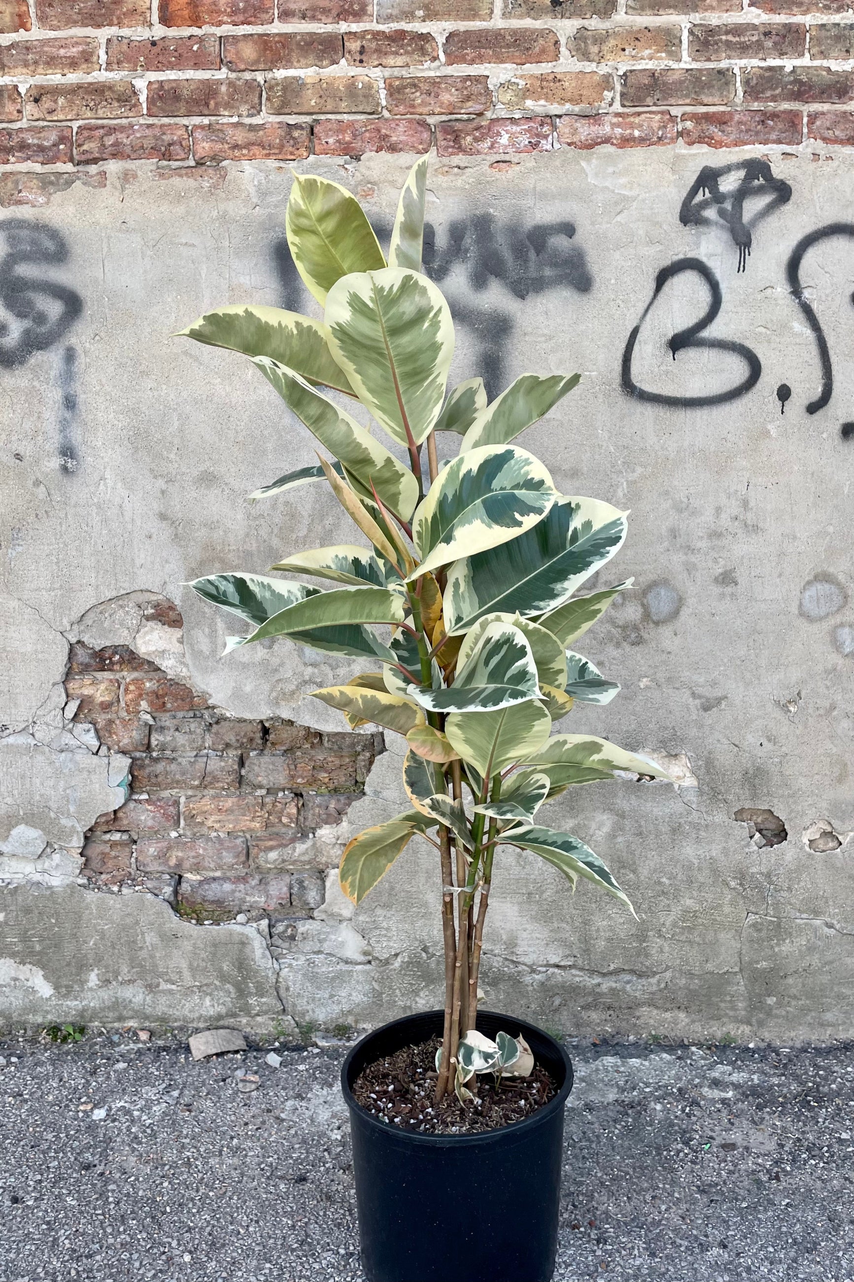Photo of Ficus elastica 'Tineke' Rubber tree in a black pot against a cement wall. ©Sprout Home
