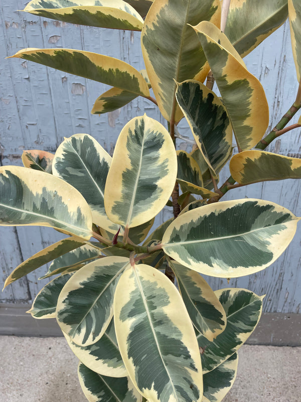 Cose up photo of large ovate leaves of Ficus elastica 'Tineke' against a gray wood wall. The leaves of this tree are several shades of green with a white and cream accent on each leaf.