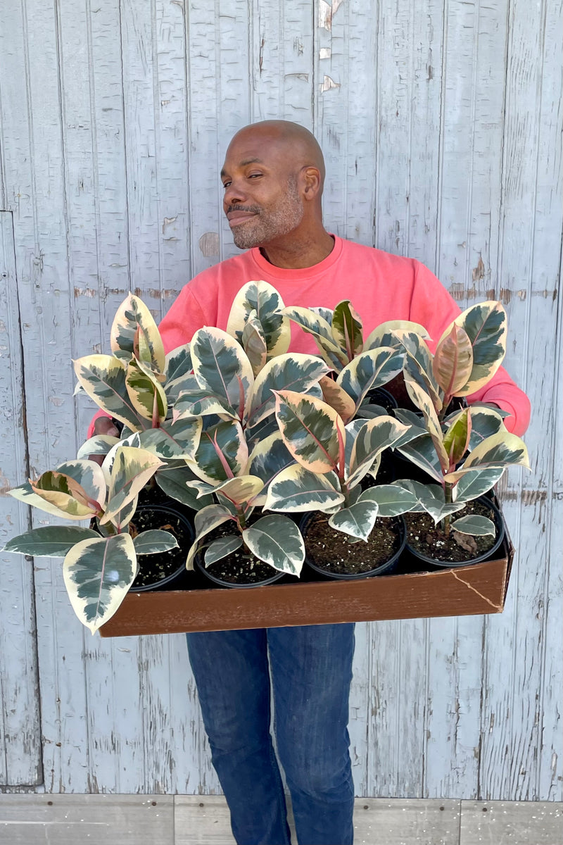 Photo of a person holding a tray of Ficus elastica 'Tineke." They are photographed from the front holding the tray of plants in front of themselves while standing against a gray wooden wall.