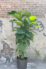 Photo of branched column form of Ficus lyrata Fiddle Leaf Fig in a black nursery pot against a concrete and brick wall.