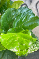 Close photo of wide green leaves of Ficus lyrata Fiddle Leaf Fig