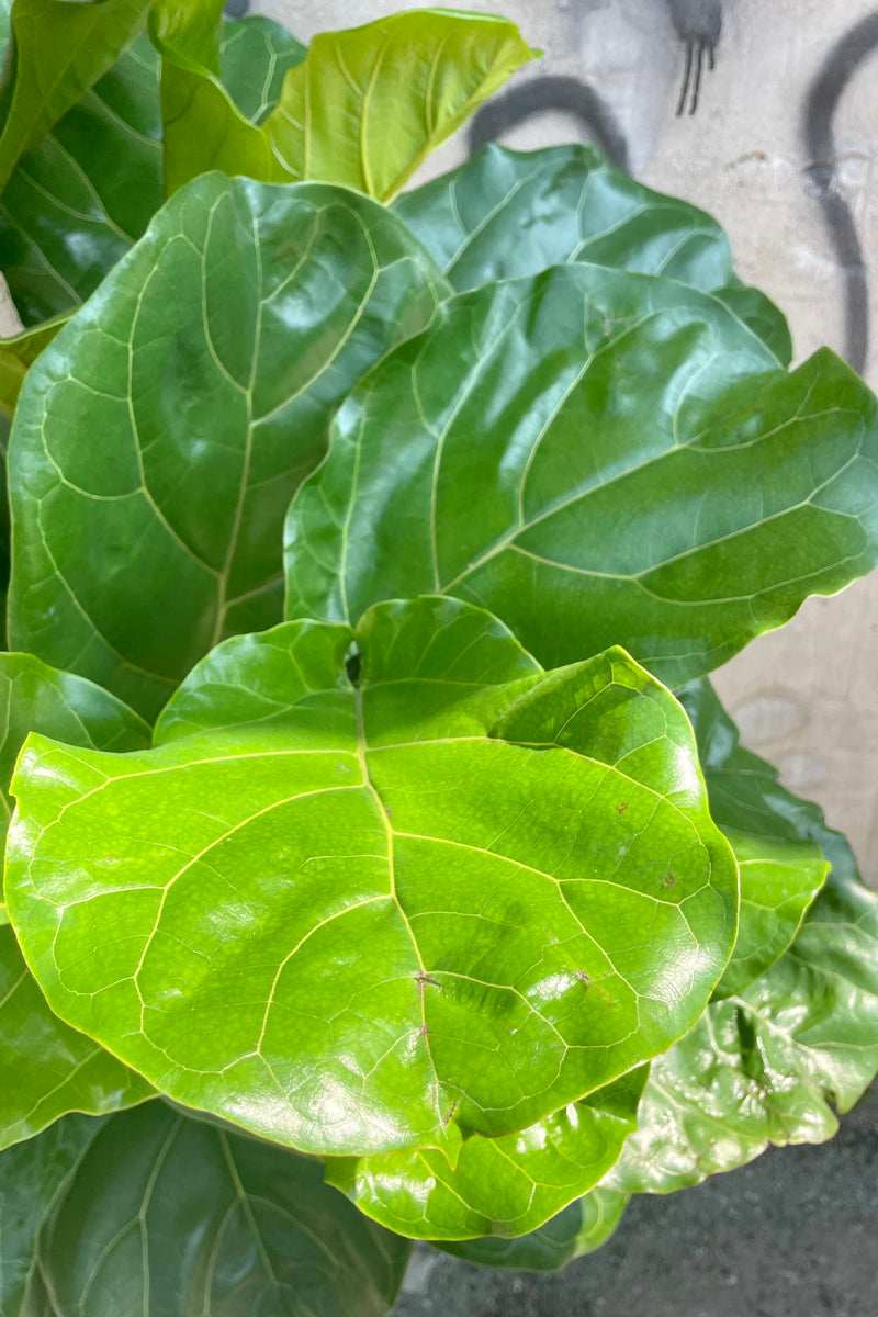 Close photo of wide green leaves of Ficus lyrata Fiddle Leaf Fig