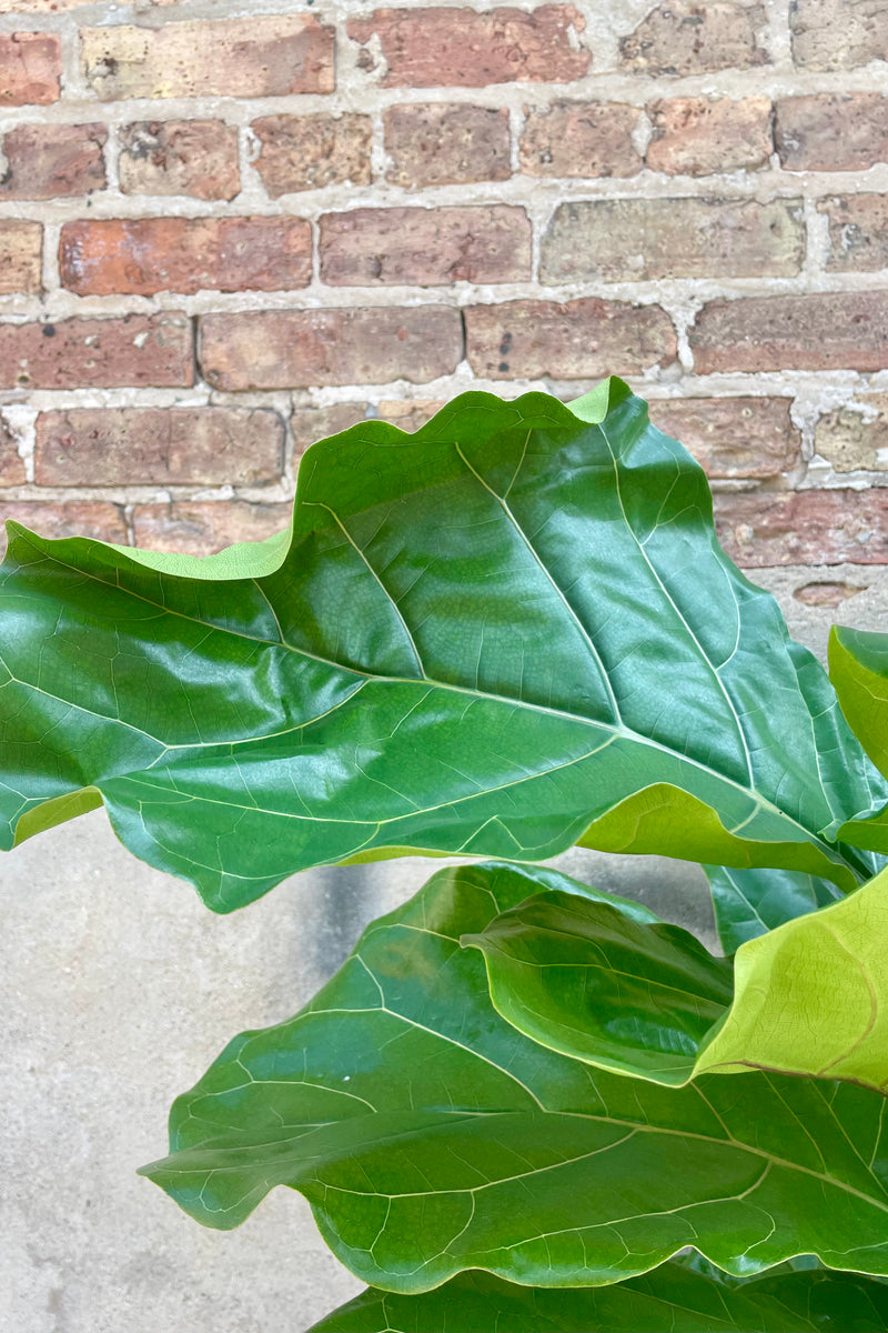 Close up photo of wide green leaves of Ficus lyrata Fiddle Leaf Fig against a brick wall.