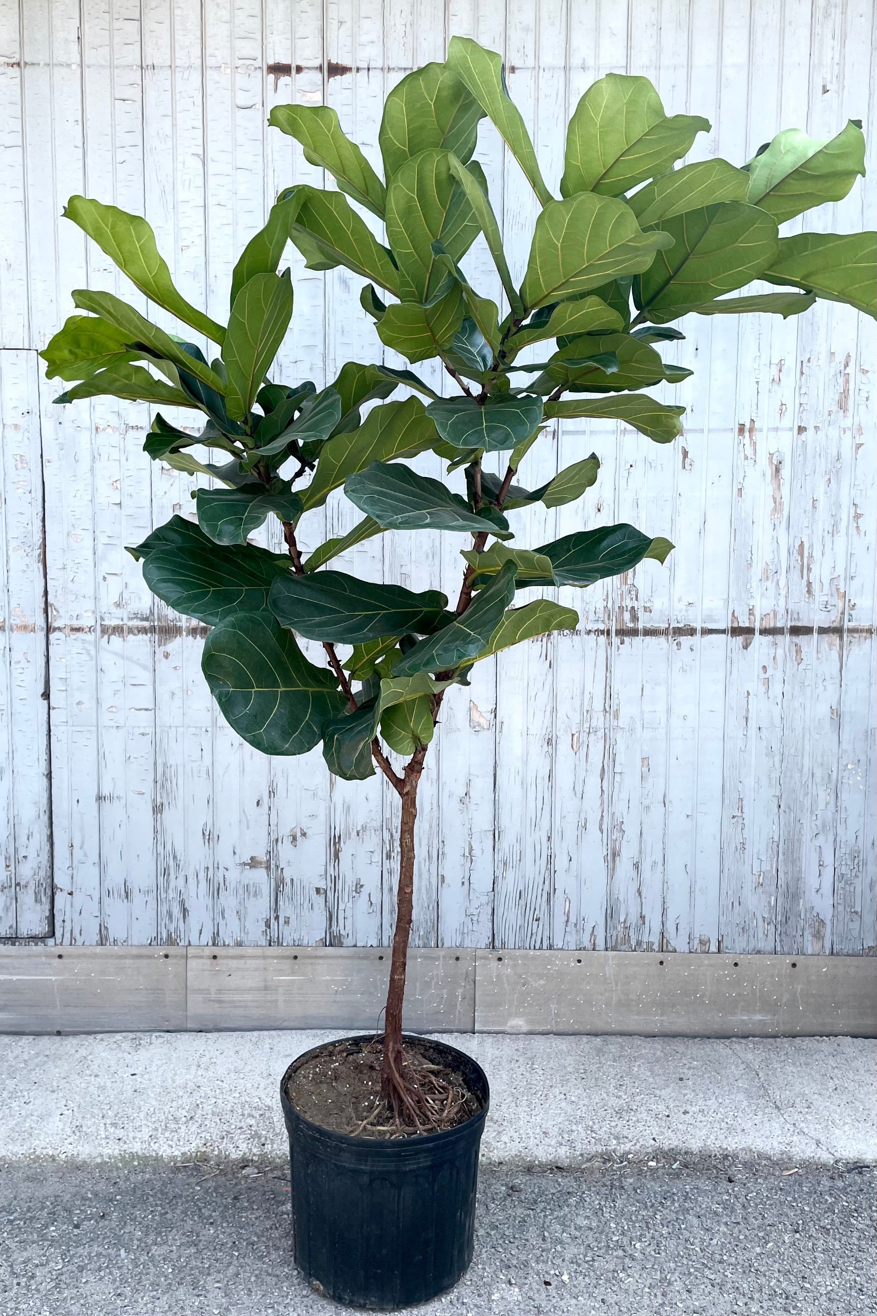 A full view of Ficus lyrata "Fiddle Leaf Fig" standard form 14" premium in gallon pot against wooden backdrop ©Sprout Home