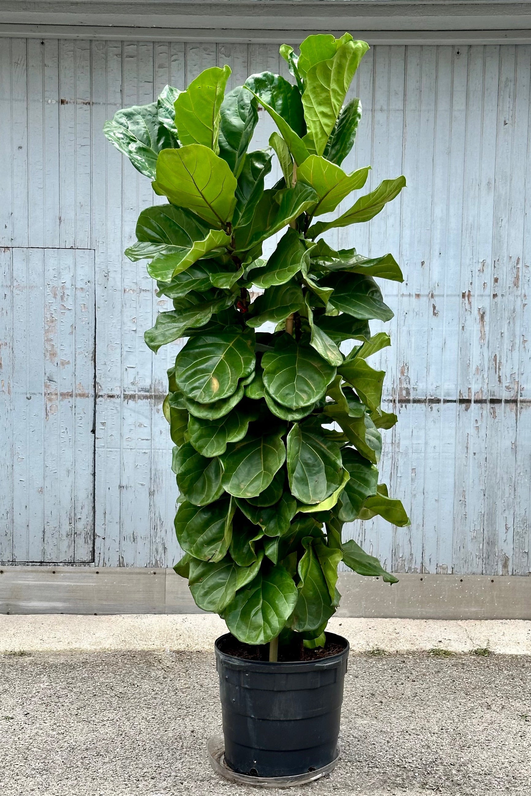 A 17" growers pot of a column style Ficus lyrata "Fiddle Leaf Fig" in front of a gray wall.  ©Sprout Home
