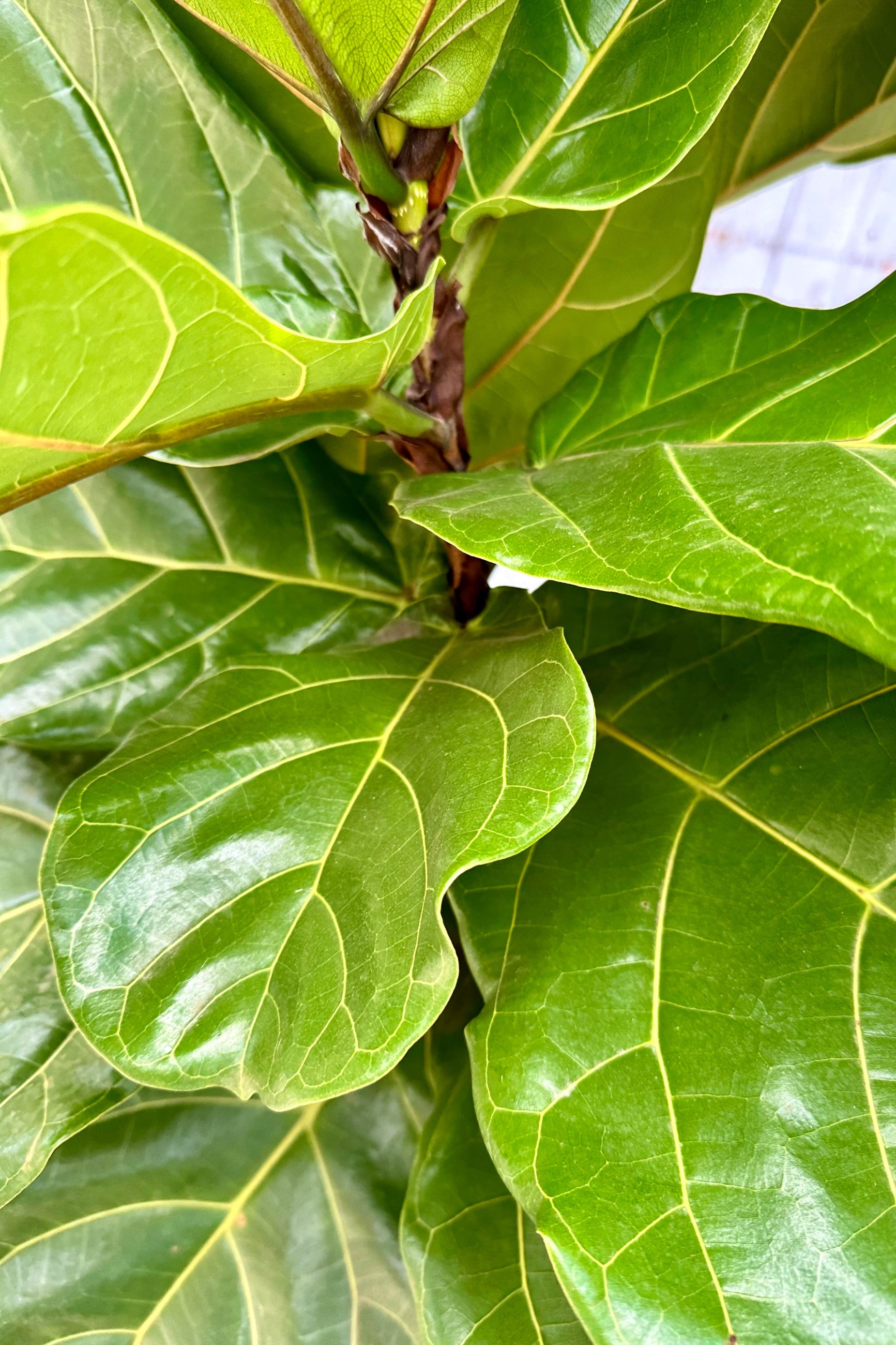 Detail of the thick leathery leaves of a large Ficus lyrate tree.   ©Sprout Home