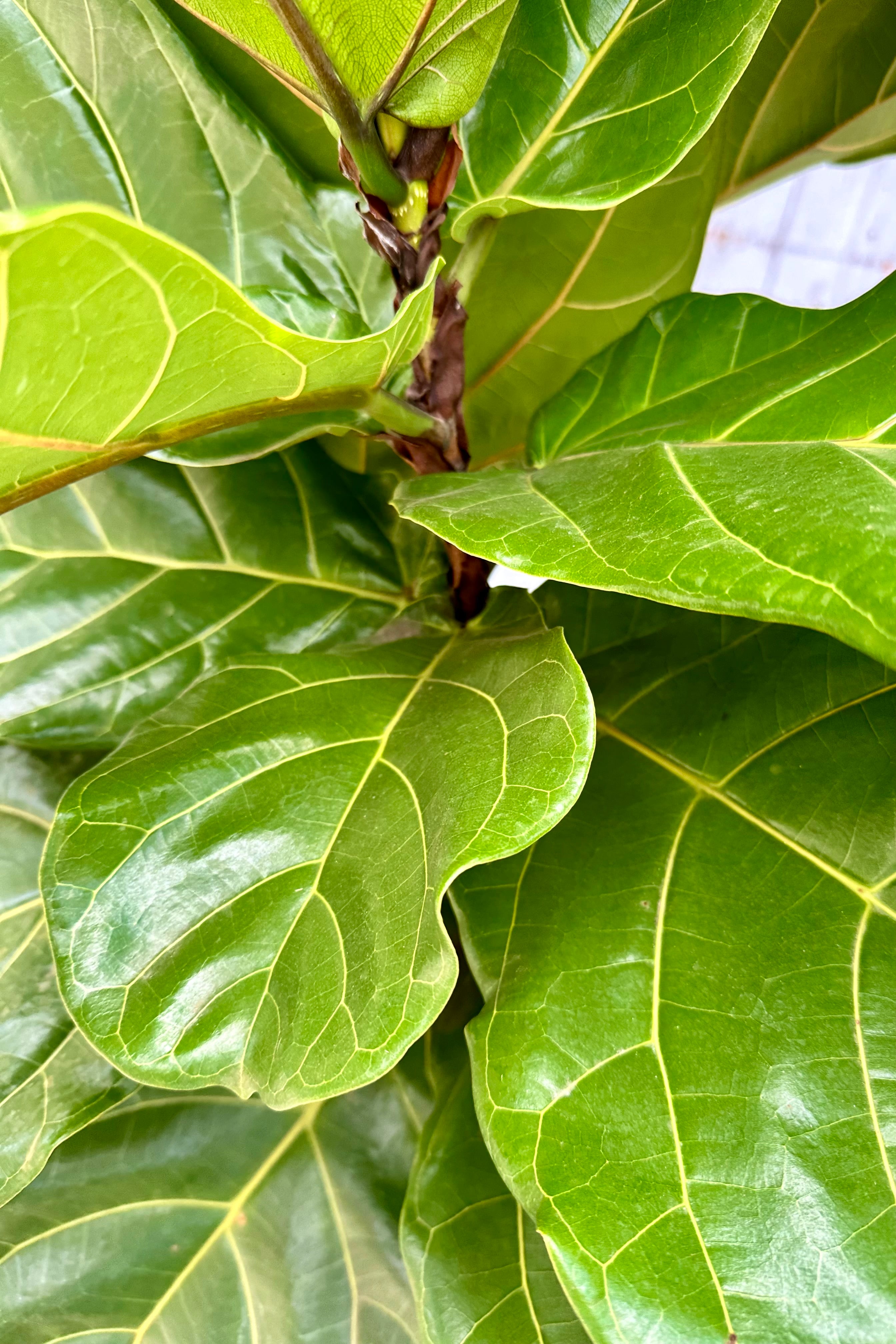 Detail of the thick leathery leaves of a large Ficus lyrate tree. 