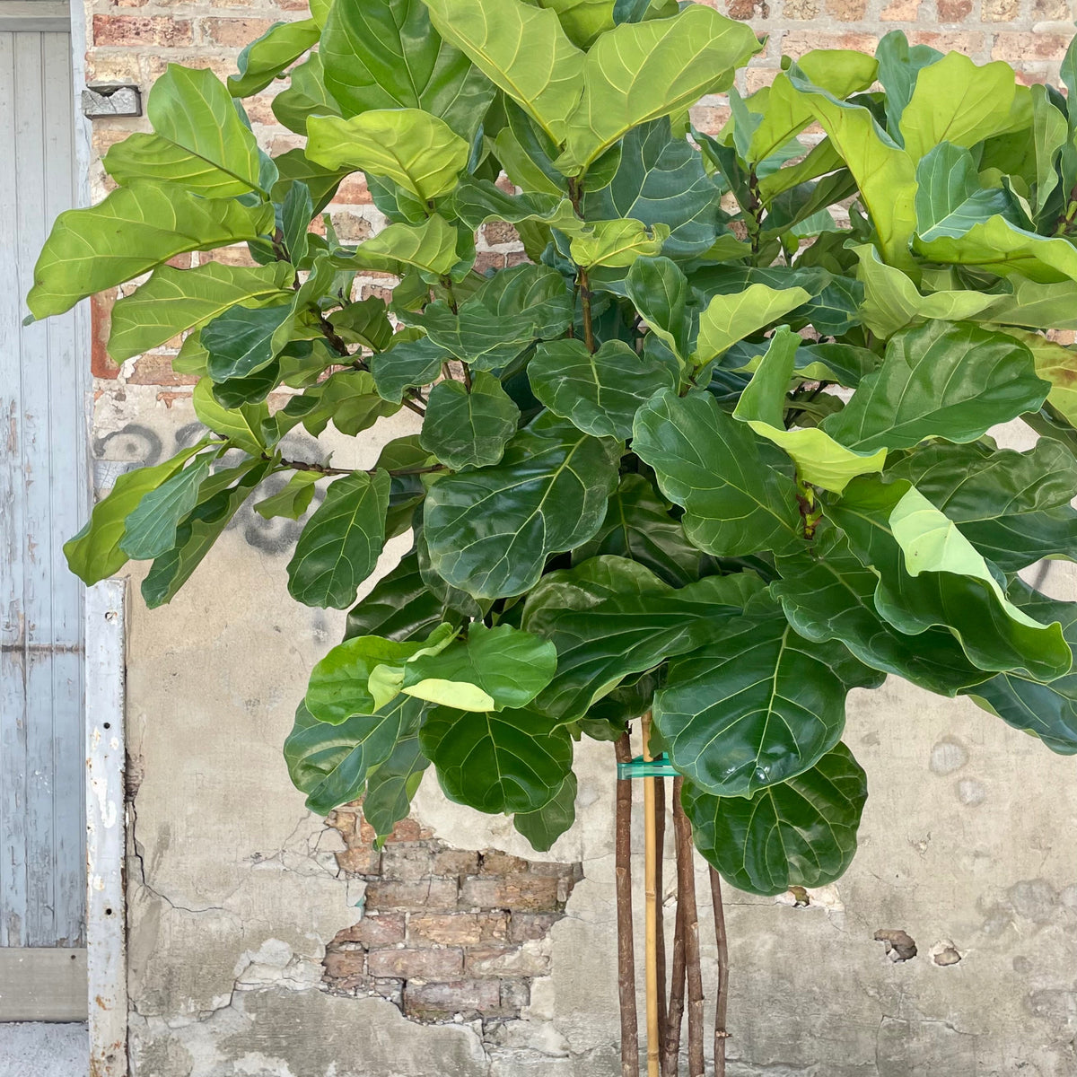 fiddle leaf fig tree wiki Ficus lyrata "Fiddle Leaf Fig" 17" multi-trunk at SPROUT HOME