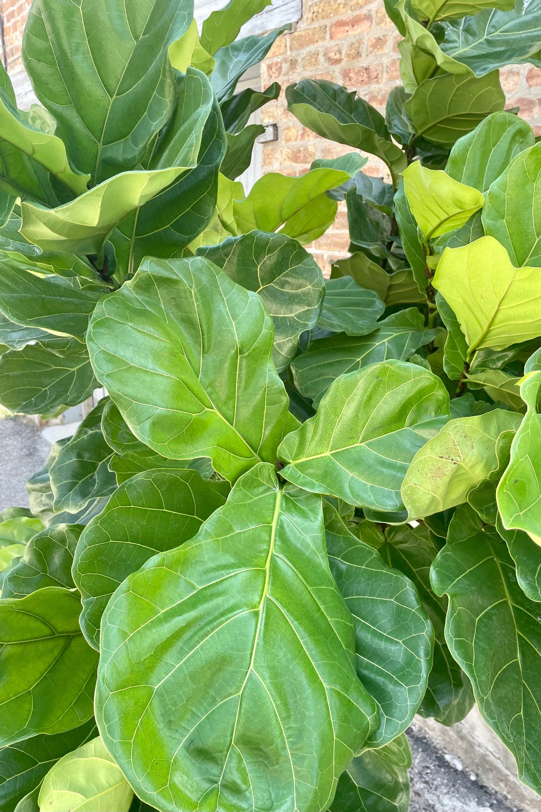 Close photo of multiple green leaves of Ficus lyrata Fiddle Leaf Fig tree ©Sprout Home