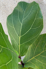 The paddle like green leaves of the Fiddle Leaf Ficus up close.