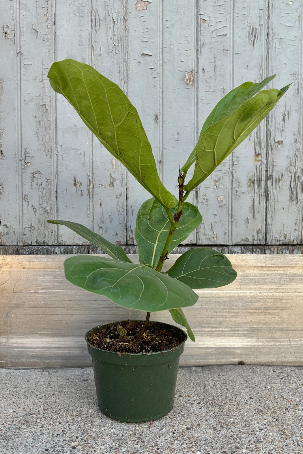 Upright plant with a single stem trunk supporting large, flat,  green fiddle shaped leaves against a grey background  ©Sprout Home