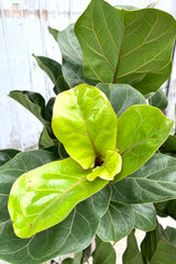 A detailed view of Ficus lyrata 'Little Fiddle' standard form 12" against wooden backdrop