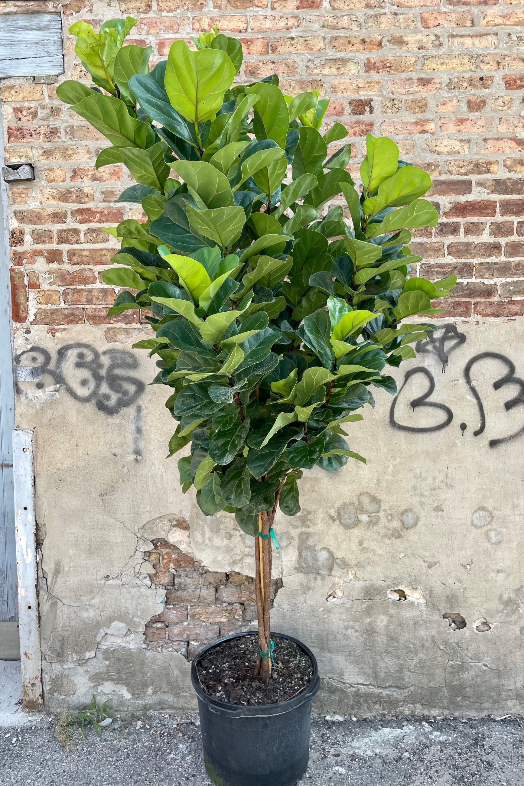 Photo of Ficus lyrata 'Little Fiddle' Fiddle Leaf Tree in a black pot against a cement and brick wall. ©Sprout Home