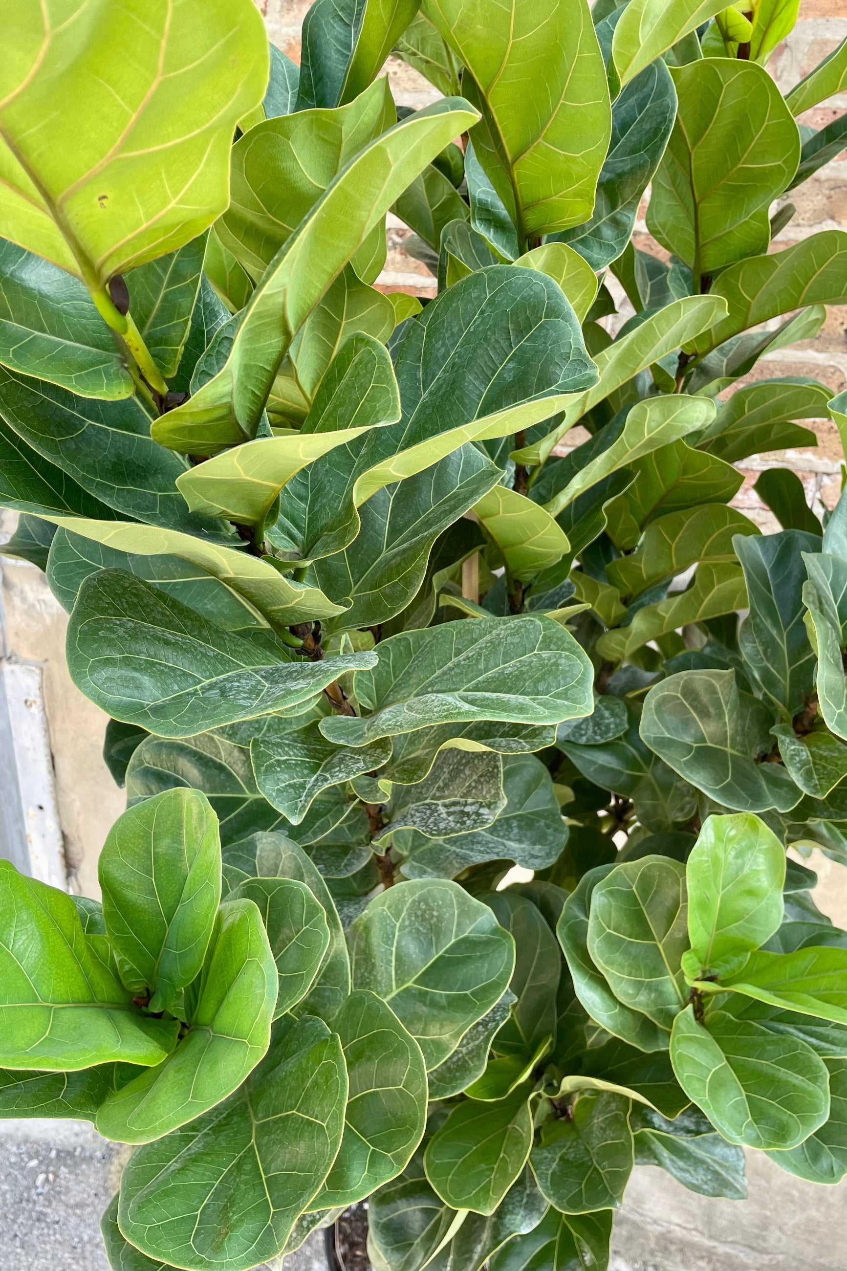 Close photo of dark green leaves of Ficus lyrata 'Little Fiddle' Fiddle leaf Fig tree. ©Sprout Home