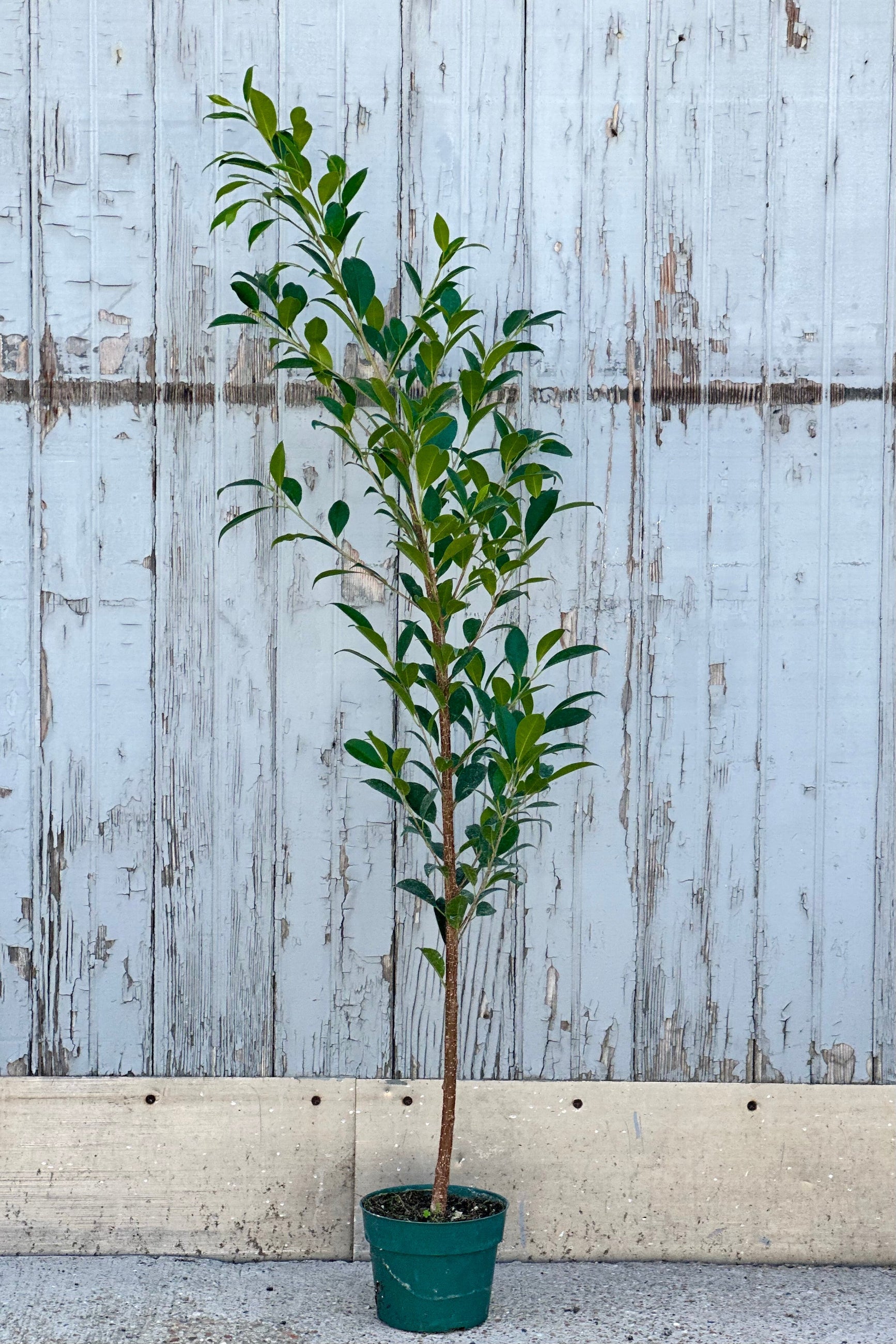 Ficus microcarpa "Ginseng Ficus" standing tall in a 6" growers pot against a wood wall at Sprout Home. ©Sprout Home