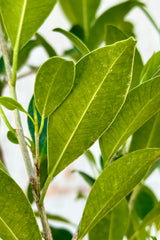 Leaf detail of the Ficus microcarpa with its ovate green shapes.