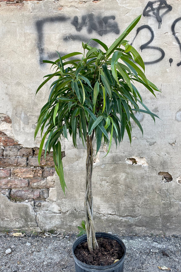 Photo of a Ficus 'Alii' with a braided trunk in a black pot against a cement wall.