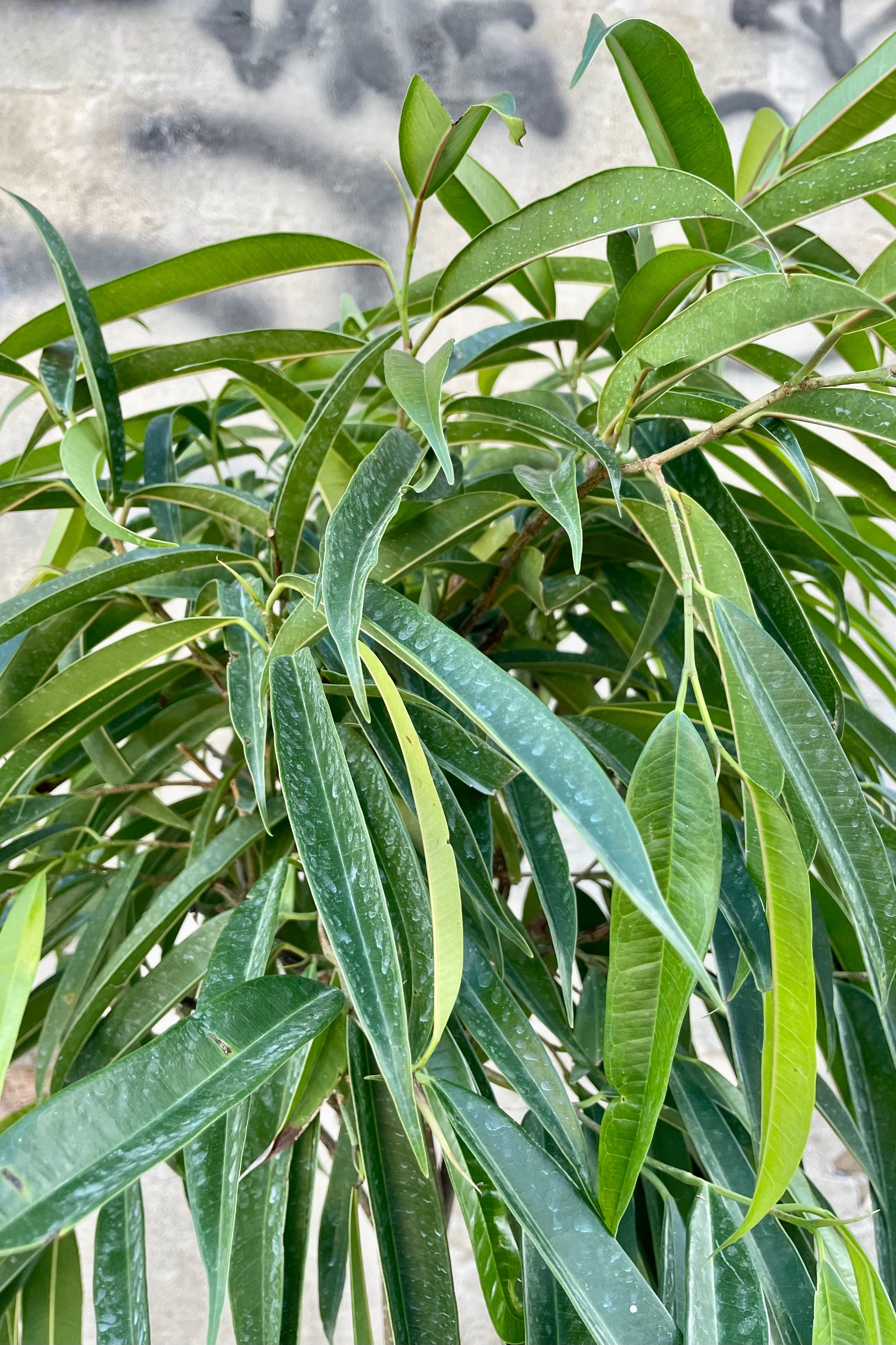Close photo of the narrow green leaves of the fig tree Ficus maclellandii 'Alii' against a cement wall. ©Sprout Home