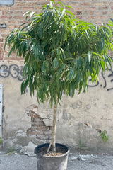 Photo of a Ficus 'Alii' tree in a black nursery pot against a concrete and brick wall.