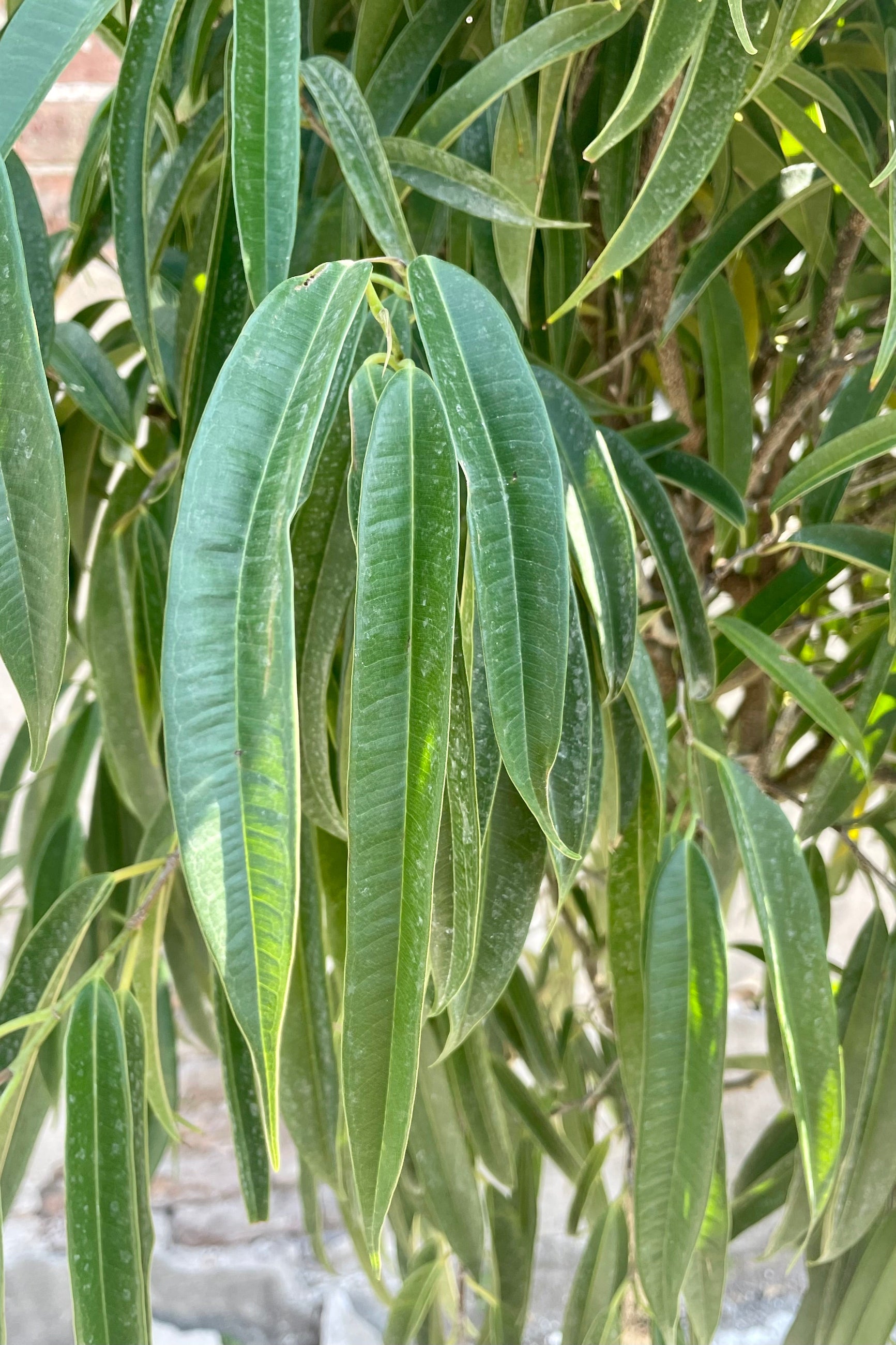 Close up photo of narrow green leaves of Ficus 'Alii' tree. ©Sprout Home