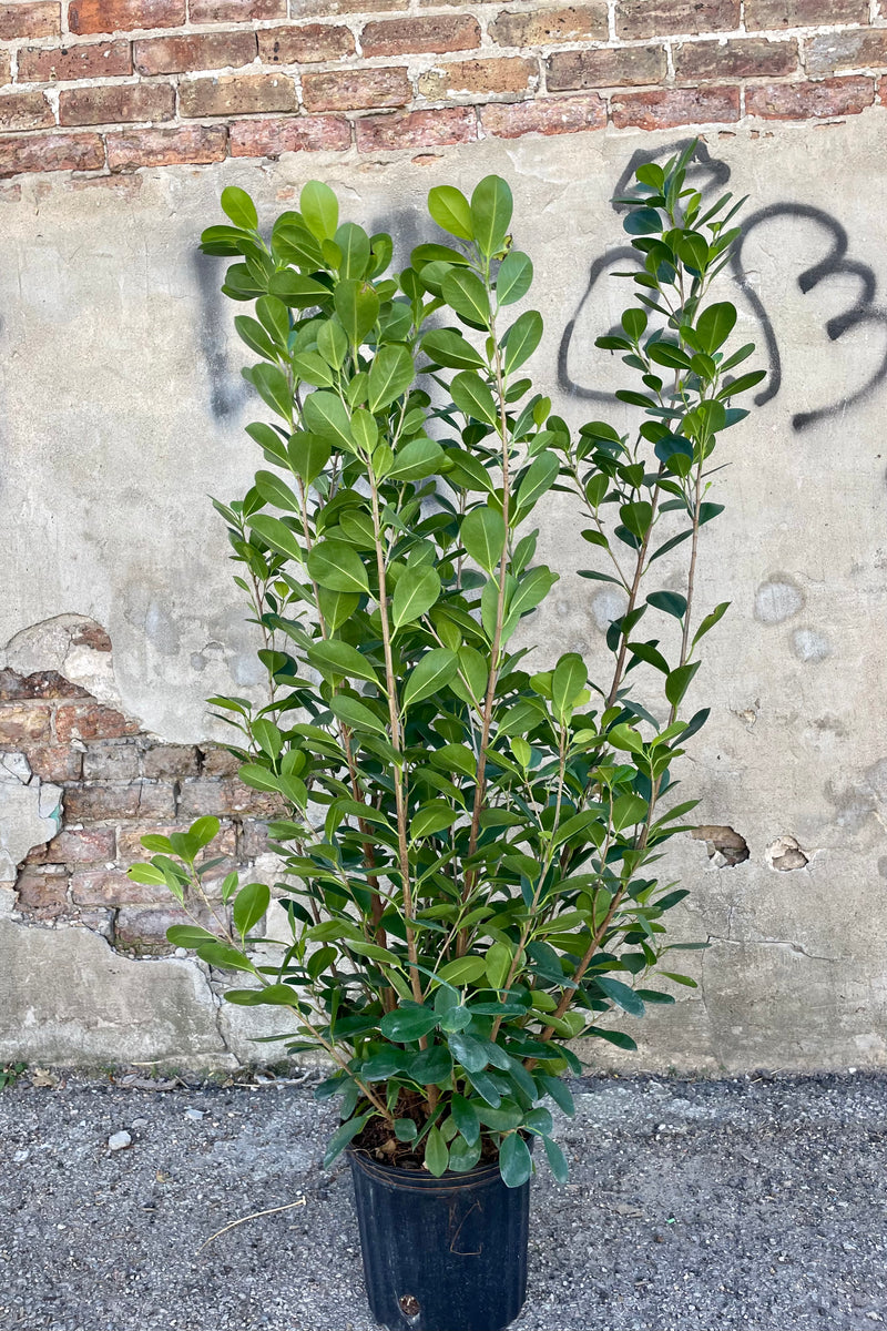 Photo of many small green leaves of Ficus microcarpa 'Moclame' in a black pot against a cement wall.