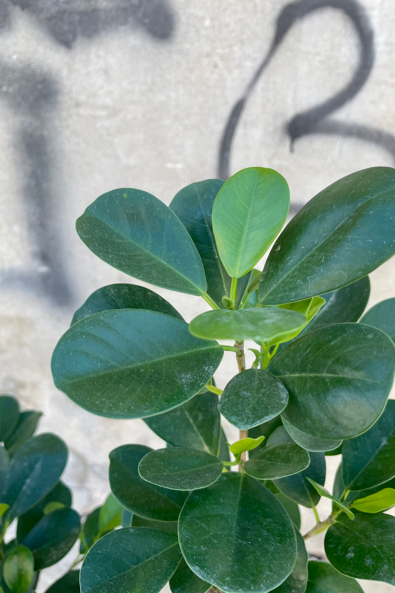 Close photo of small green leaves of Ficus microcarpa 'Moclame'