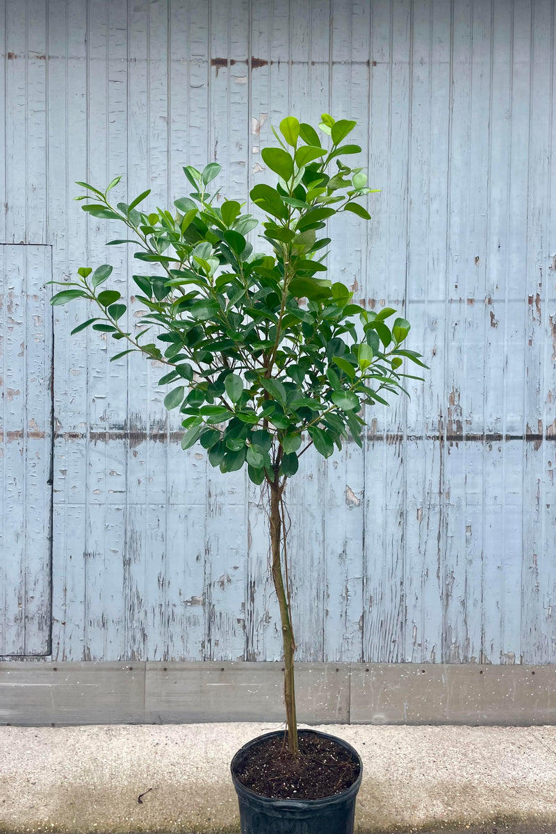 Photo of Ficus microcarpa Moclame tree with trunk and arbor against a gray wall.