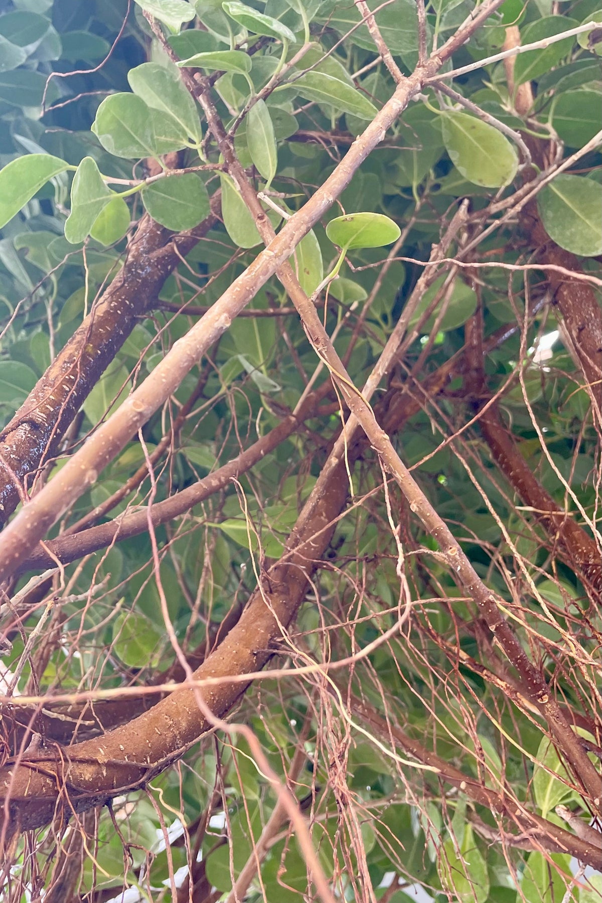 A view into the canopy branches of a Ficus tree ©Sprout Home