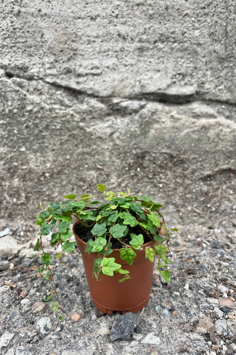 Photo of Ficus pumila quercifolia Oakleaf Creeping Fig in nursery pot against a gray cement wall.