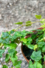 Close photo of Ficus pumila quercifolia Oakleaf Creeping Fig leaves in nursery pot against a gray cement wall.