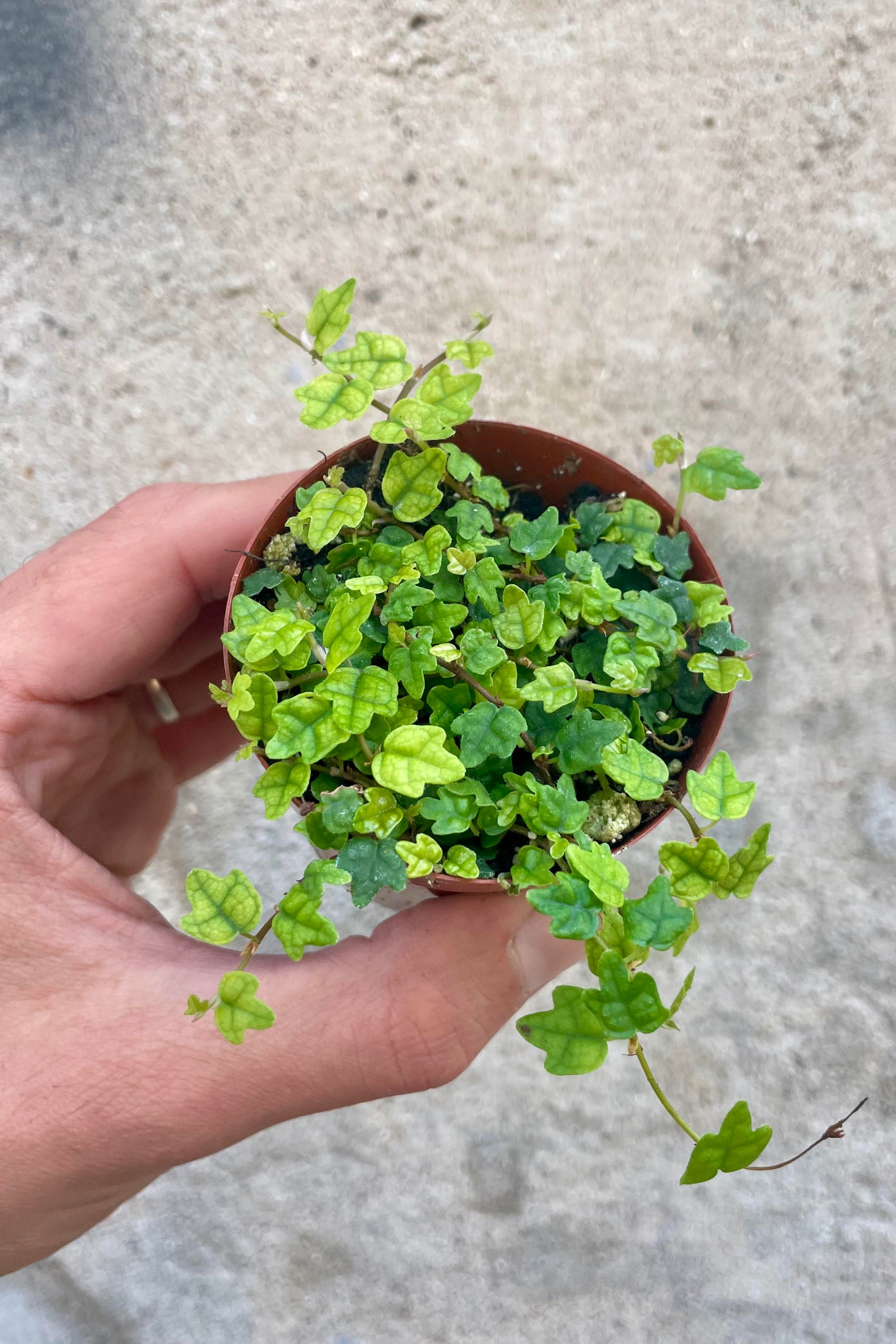 Photo of a hang holding a vining plant against a cement wall. The plant is in a round pot and shown from above, showing small three-lobed leaves on vines in a round pot. The plant is a creeping fig, "string of frogs" or Ficus pumila var. quercifolia. ©Sprout Home